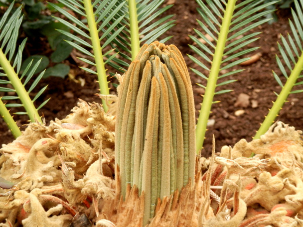 Lebombo palmvarens - Foto, afbeelding