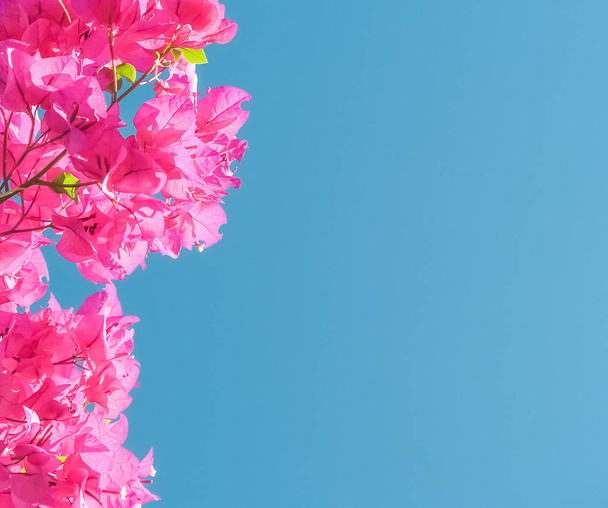 Růžové květy a modré Slunečné nebe - květinové pozadí, jarní prázdniny a Dámské day koncept. Žít život v květu - Fotografie, Obrázek