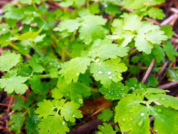 Tautropfen auf den saftigen grünen Blättern des Schöllkrauts (Chelidonium) im zeitigen Frühjahr. - Foto, Bild