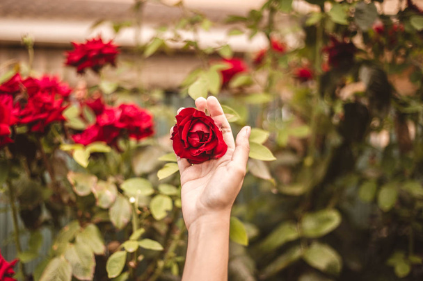 red rose in the yard with one hand for valentine day - Fotoğraf, Görsel