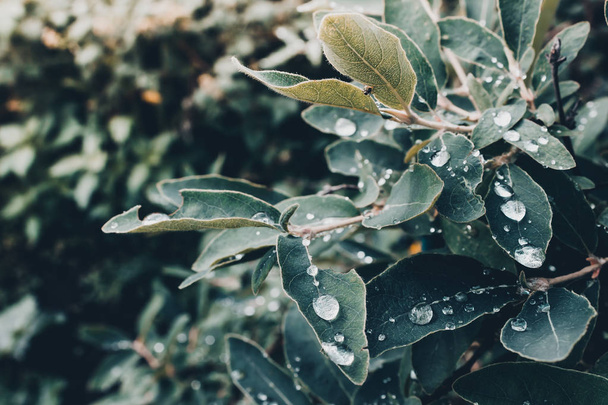 雨上がりの露の滴で緑の葉に緑のブッシュにスイカズラ果実 - 写真・画像