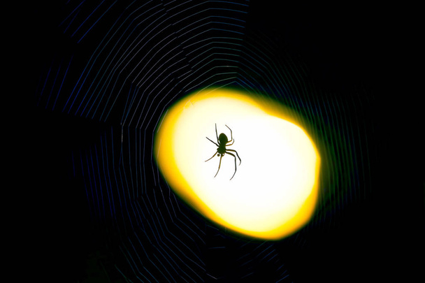 паук, сидящий в паутине ночью под светом фонаря - Фото, изображение