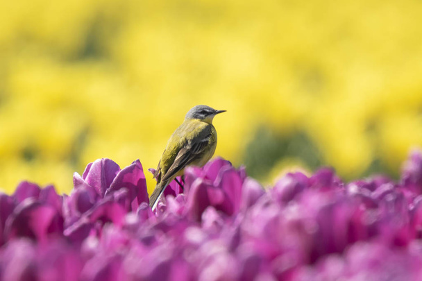 Closeup of a male western yellow wagtail bird (Motacilla flava) singing in a meadow or field with colorful yellow and purple tulips blooming on a sunny day during spring season. - Photo, Image