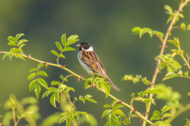 Male reedbunting bird Emberiza schoeniclus singing bird in a green bush with green background on a sunny day Springtime - Photo, Image