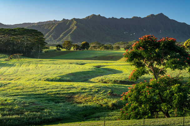 Paesaggio sorprendente del giardino giurassico isola di Kauai
 - Foto, immagini