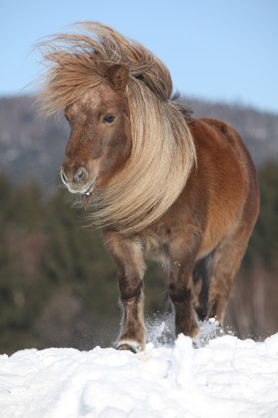 ファラベラ、10 歳牝馬 - 写真・画像