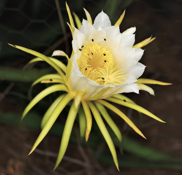 Large fragrant magnificent white flower of dragon fruit pollinated by Australian bees with a dark background - Photo, Image