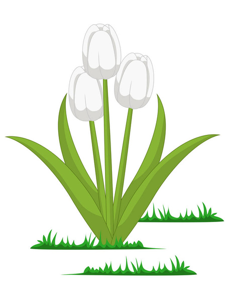 Isolated tulips flowers vector - Vecteur, image