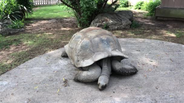 Galapagos tortoise lies still on a concrete ground - Footage, Video