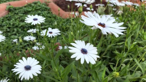 Handfotos von weißen Gänseblümchen mit violetten Blütenständen, die sich im Wind des Gartens wiegen - Filmmaterial, Video