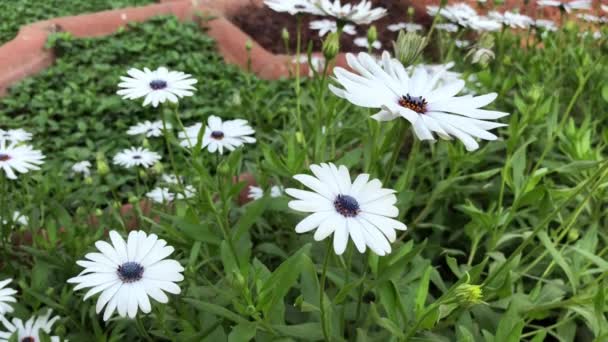 breite Hand Schuss von weißen Gänseblümchen mit violetten Zentren schwanken mit der Brise im Garten - Filmmaterial, Video