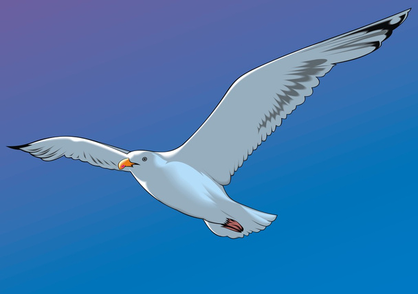 Чайка и голубое небо
 - Вектор,изображение