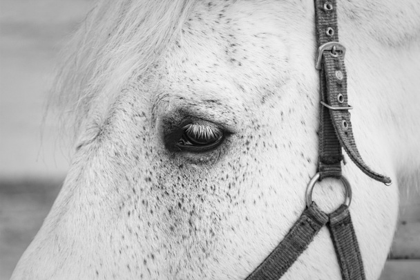 White horse eye closeup shot. - Photo, image
