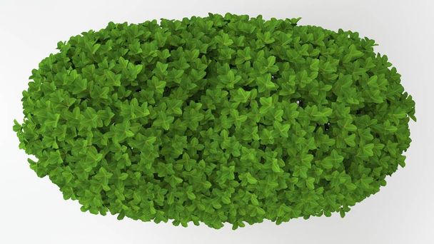 3d renderização de uma planta verde isolada em um fundo branco
 - Foto, Imagem