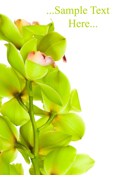 Beautiful Orchid isolated on white background - Photo, Image