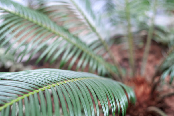 palmier d'intérieur. des feuilles vertes de plantes exotiques à l'intérieur. herbe tropicale. racine de palmier sur fond. tronc de palmier brun. lignes diagonales feuilles
. - Photo, image
