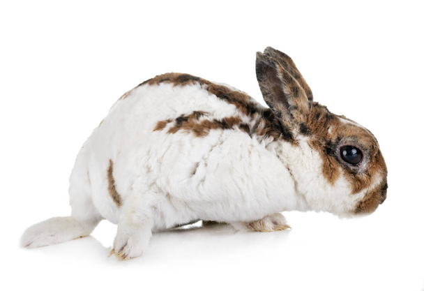 conejo Rex miniatura delante de fondo blanco
 - Foto, Imagen