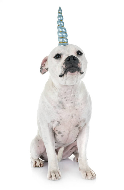unicorn staffordshire bull terrier in front of white background - Foto, afbeelding