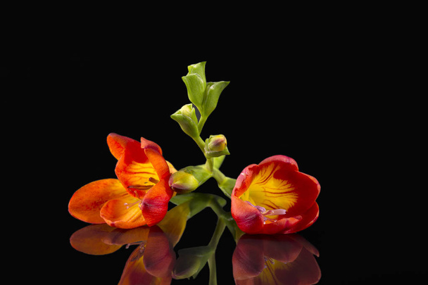 Flores de hermosa freesia roja aisladas sobre fondo negro, reflexión
 - Foto, imagen