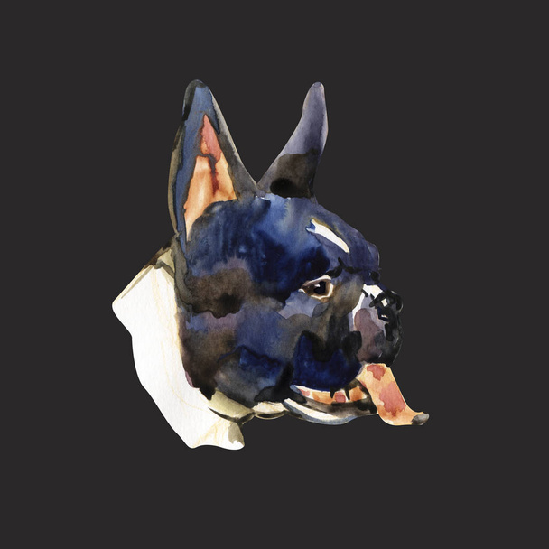 Francia bulldog fajta akvarell illusztrációja. Elszigetelt fekete-fehér kutyák fej. - Fotó, kép