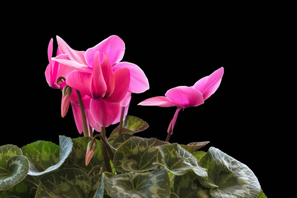 Rosa Cyclamen blühen auf schwarzem Hintergrund - Foto, Bild
