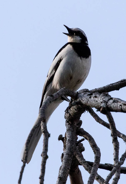 African Pied Wagtail (Motacilla aguimp) adult, sitting in a tree in Blyde River Canyon Nature Reserve in Northern South Africa. - Photo, Image