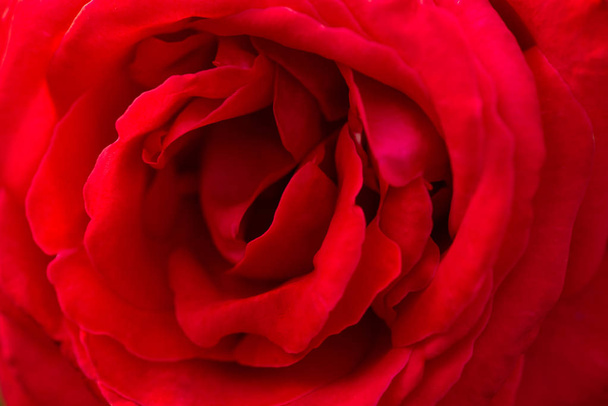 Close up Rosa Rossa sfondo, San Valentino, fiore, biglietto di benedizione
 - Foto, immagini