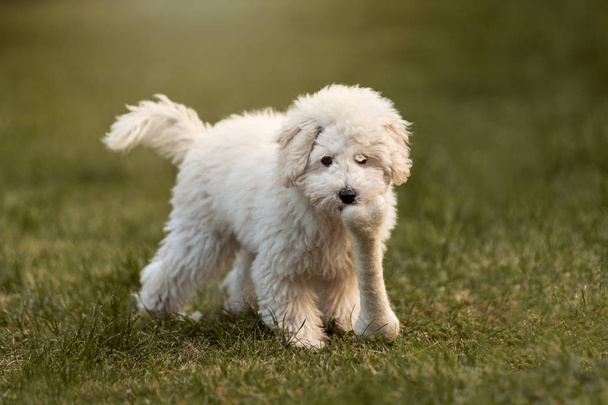 Cãozinho Poodle branco brincando no jardim ao ar livre
 - Foto, Imagem