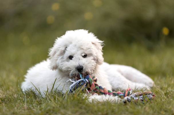 White Poodle puppy playing in the garden outdoors - Foto, Imagen