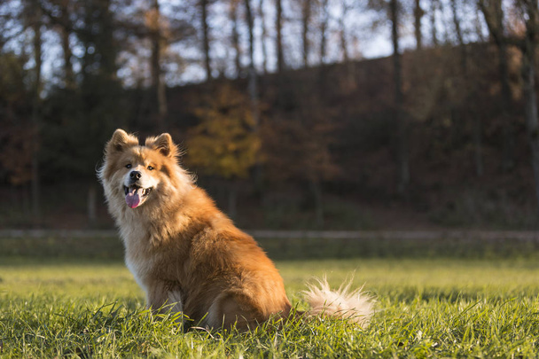 Portrét euroasijského psa venku na podzim - Fotografie, Obrázek