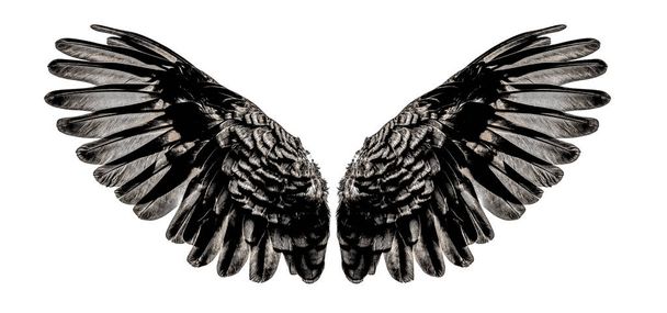Engel vleugels een geïsoleerd op wit - Foto, afbeelding