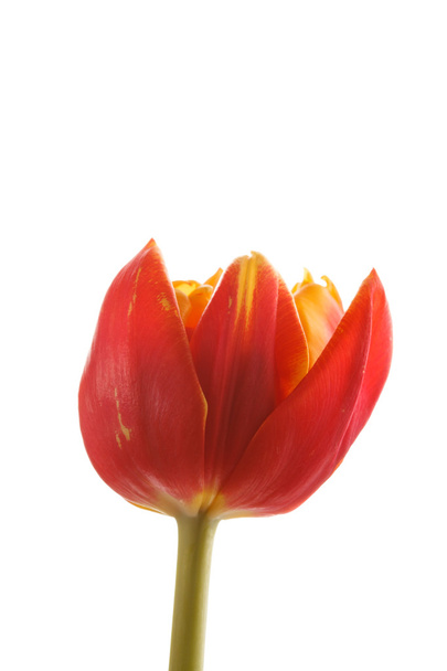 nice tulip - Valokuva, kuva