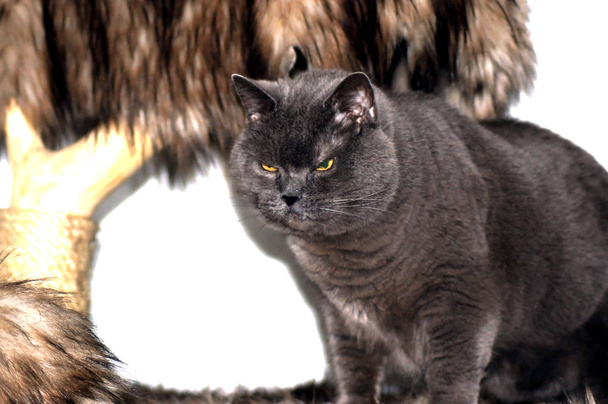 Cinza Britânico Shorthair Cat no apartamento
                     - Foto, Imagem