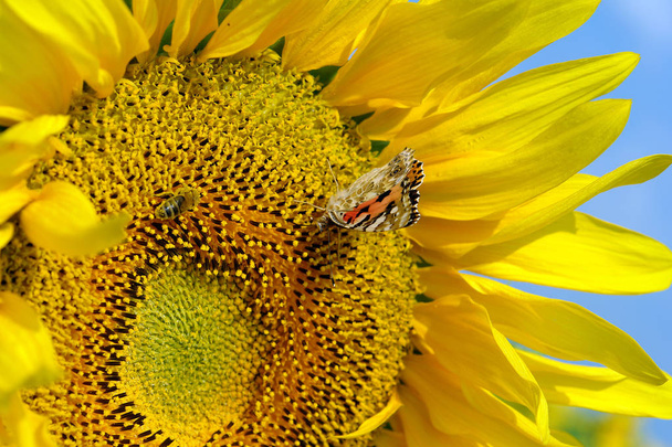 Подсолнухи во время цветения привлекают разнообразных насекомых, в том числе пчел и бабочек.
 - Фото, изображение