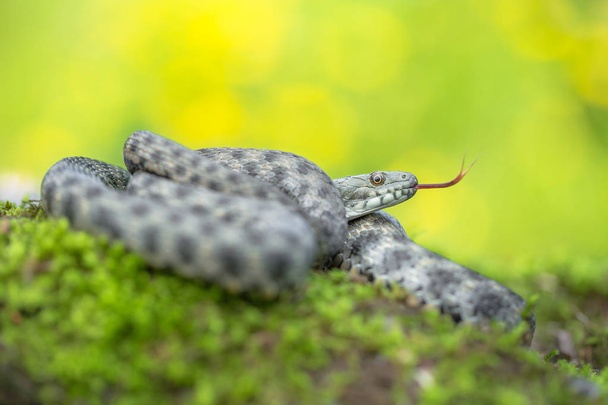 The dice snake (Natrix tessellata) - Photo, Image
