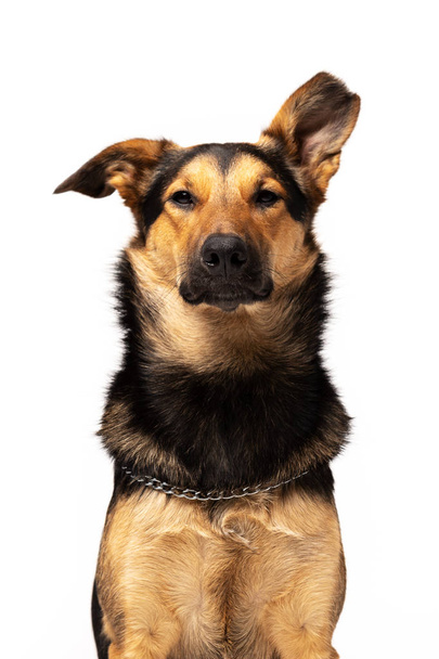 Adorable mixed-breed dog sits indoor at white background - Fotó, kép