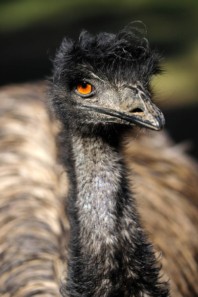 Portrait of Australian Emu (Dromaius novaehollandiae), view of an Emu's neck and head. Photography of nature and wildlife. - 写真・画像