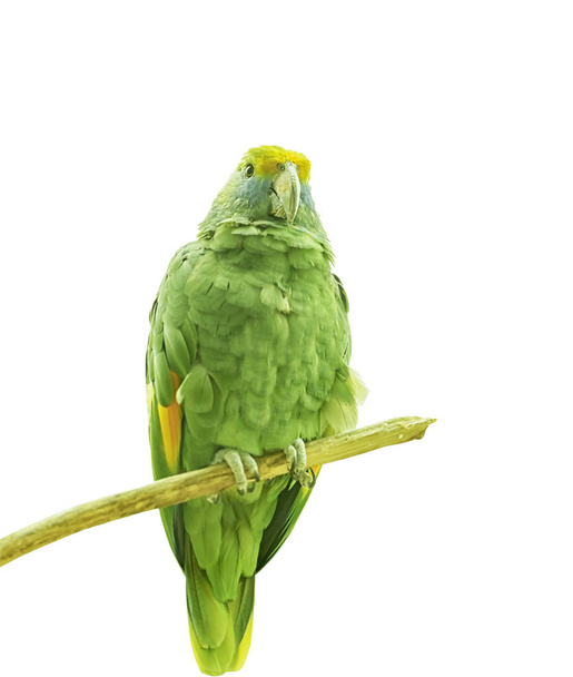 Granadai Amazon, Amazona dufresniana, kék-papagáj, amazon Dufresne barátait egy papagáj őshonos Észak Dél-Amerikába. Egzotikus trópusi madár. Közelről elkülönített - Fotó, kép