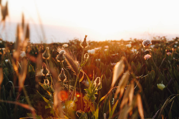 Wild meadow flowers on sunset light background - Foto, Bild