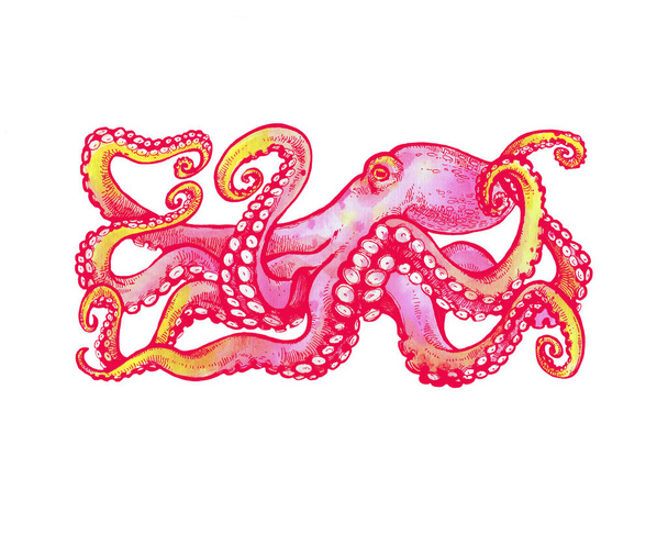 Pink Octopus. Watercolor illustration on white background. Tattoo sketch - Valokuva, kuva