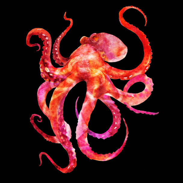 Pink and red Octopus with tentacles. Watercolor illustration isolated on black background - Φωτογραφία, εικόνα