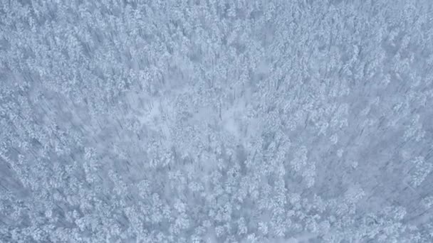 let na dron nad zasněženou borový les v zimě - Záběry, video