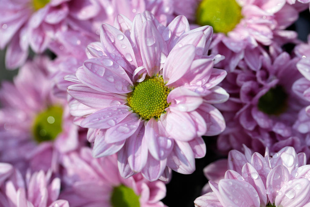 Крупный план розовых астерных цветов (Asteraceae) в летнем саду после дождя. Макрофотография природы
. - Фото, изображение