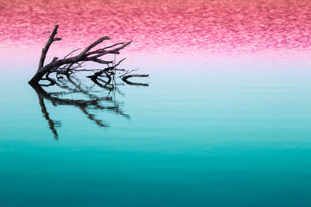 Suché stromy ponořena v jezeře v barevné módní barvy, růžové a světle modré duplexu pozadí. Tónování pozadí - Fotografie, Obrázek