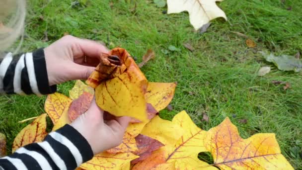 as mãos da mulher fazem a flor decorativa folha bonita da árvore do outono
 - Filmagem, Vídeo