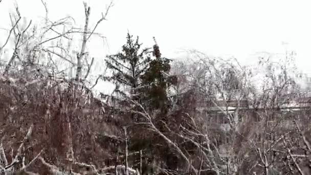 o topo das árvores caducifólias e coníferas nevadas dobrar-se em uma rajada de vento forte
 - Filmagem, Vídeo