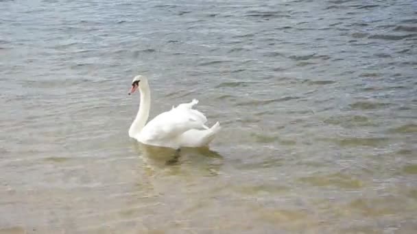 Beyaz Kuğu kuş yüzmek dalgalanma lake shore su güneş ışığı - Video, Çekim