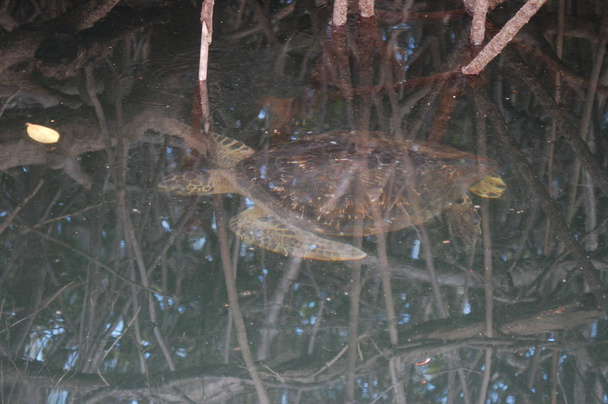 Зелений морський черепаха плавання, Галапагоські - Фото, зображення