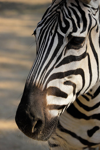 Muotokuva pään yksityiskohtia Afrikkalainen raidallinen takki seepra. Valokuvaus luonnosta ja luonnonvaraisista eläimistä
. - Valokuva, kuva