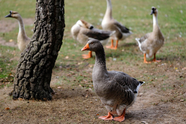 Toulouse and chinese domestic geese on the farm. Photography of nature and wildlife. - Photo, Image
